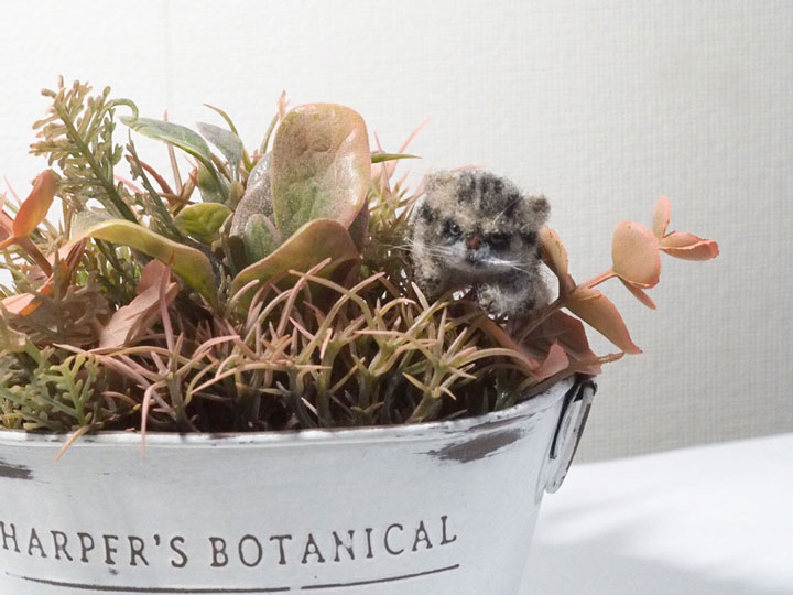 エキゾチックショートヘアの小さいぬいぐるみ