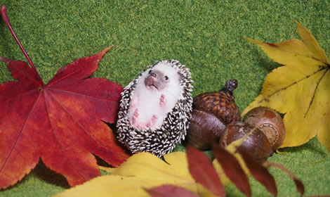 かぶれるハリネズミ