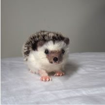 ハリネズミの小麦ちゃん