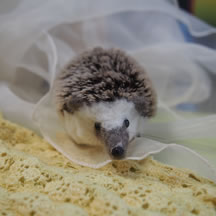 ハリネズミのバヤンちゃん